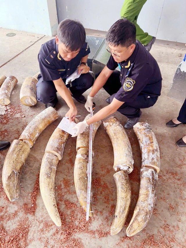 Triệt phá vụ buôn lậu ngà voi lớn nhất từ trước đến nay tại cảng Quy Nhơn- Ảnh 1.