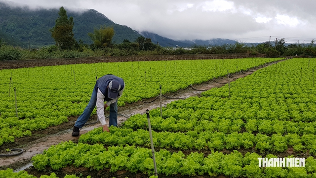 Đất nông nghiệp ở Lâm Đồng từ 500 m² được xây công trình phục vụ sản xuất- Ảnh 2.