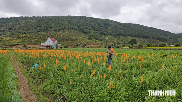 Đất nông nghiệp ở Lâm Đồng từ 500 m² được xây công trình phục vụ sản xuất- Ảnh 1.