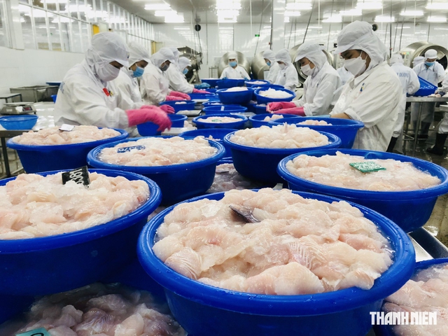 C&aacute; tra Việt Nam tắc đường v&agrave;o Mỹ?- Ảnh 1.
