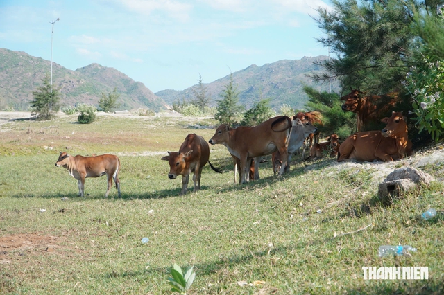 'Bất lực' trước t&igrave;nh trạng tr&acirc;u, b&ograve; thả r&ocirc;ng ở Khu kinh tế Nhơn Hội?- Ảnh 2.