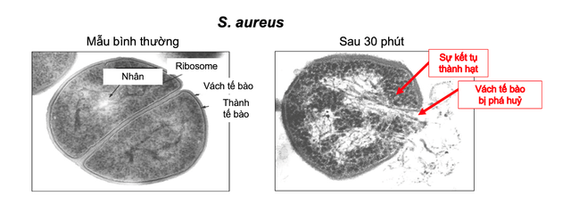 Pionin (quaternium -73) l&agrave; g&igrave;? T&aacute;c dụng với da mụn v&agrave; c&aacute;ch sử dụng chuẩn y khoa- Ảnh 4.