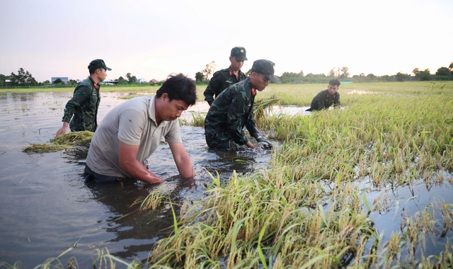  Bộ đội xuống Đồng Tháp Mười cứu lúa ngập giữa mùa nước nổi - Ảnh 1.