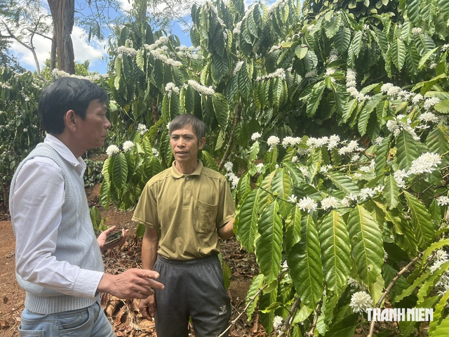 Gia Lai sắp có Trung tâm trưng bày cà phê chất lượng cao - Ảnh 2.