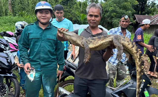 Đồng Nai: Đ&atilde; bắt c&aacute; sấu hơn 10 kg dưới suối, sau hơn 20 ng&agrave;y truy t&igrave;m - Ảnh 1.