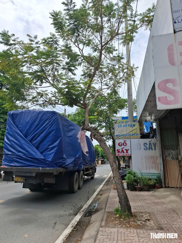 Nguy cơ cây xanh bật gốc, ngã đổ trong mùa mưa- Ảnh 2.