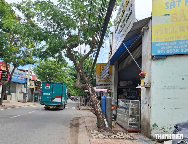 Nguy cơ cây xanh bật gốc, ngã đổ trong mùa mưa- Ảnh 1.