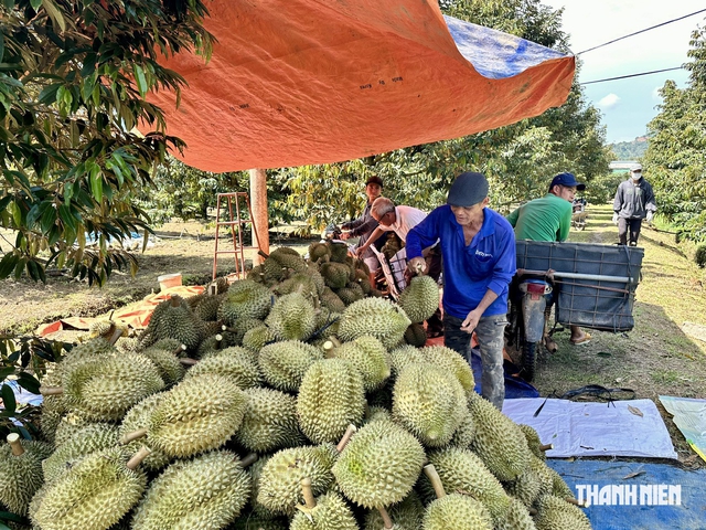 Mã số vùng trồng tăng, vì sao giá sầu riêng lại giảm?  - Ảnh 1.