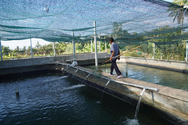 Thu tiền tỉ từ mô hình nuôi cá chình trên đầm Trà Ổ- Ảnh 3.