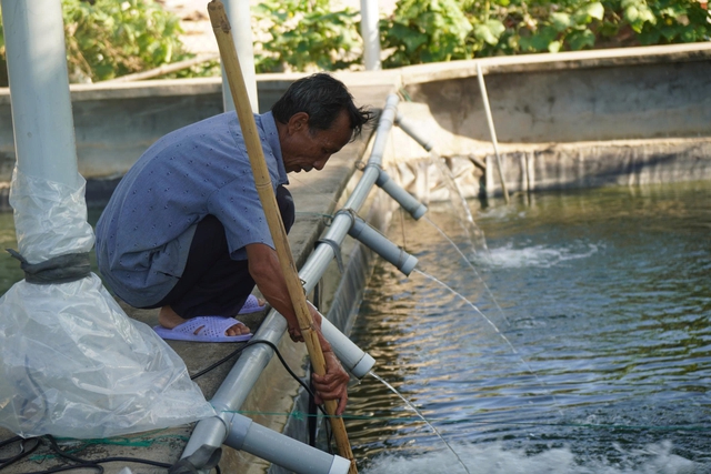 Thu tiền tỉ từ mô hình nuôi cá chình trên đầm Trà Ổ- Ảnh 5.