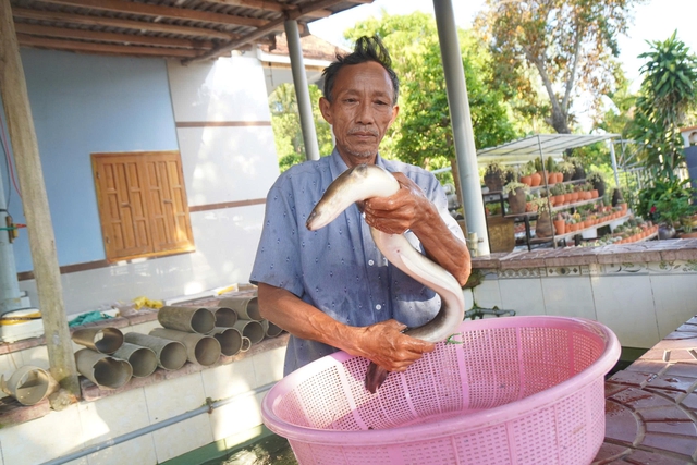 Thu tiền tỉ từ mô hình nuôi cá chình trên đầm Trà Ổ- Ảnh 2.