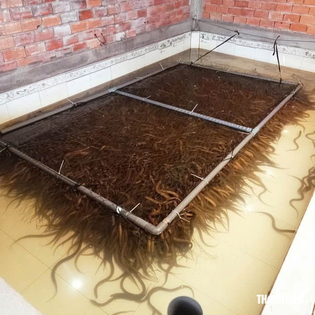 C&ocirc; g&aacute;i miền T&acirc;y với 'b&iacute; quyết' nu&ocirc;i lươn thu nhập h&agrave;ng trăm triệu đồng mỗi năm - Ảnh 2.