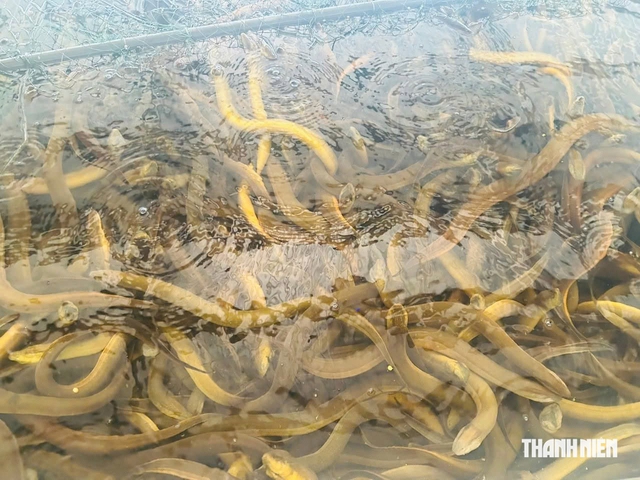 C&ocirc; g&aacute;i miền T&acirc;y với 'b&iacute; quyết' nu&ocirc;i lươn thu nhập h&agrave;ng trăm triệu đồng mỗi năm - Ảnh 3.