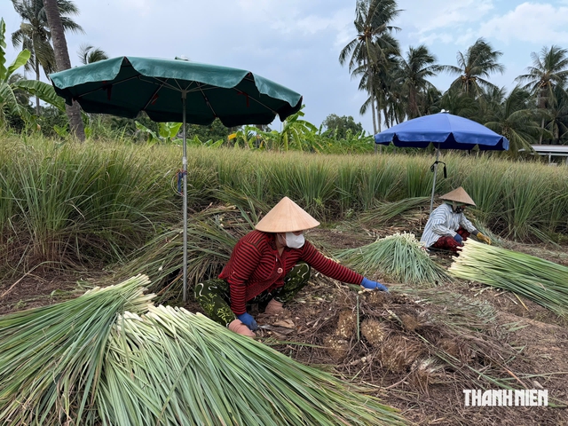 G&otilde; cửa 'x&oacute;m b&oacute;c sả' ở c&ugrave; lao T&acirc;n Ph&uacute; Đ&ocirc;ng- Ảnh 5.