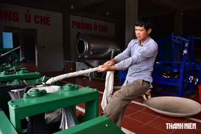 Quả tr&agrave; Ho&agrave;ng Su Ph&igrave; t&igrave;m biểu tượng mới cho tr&agrave; Việt- Ảnh 1.