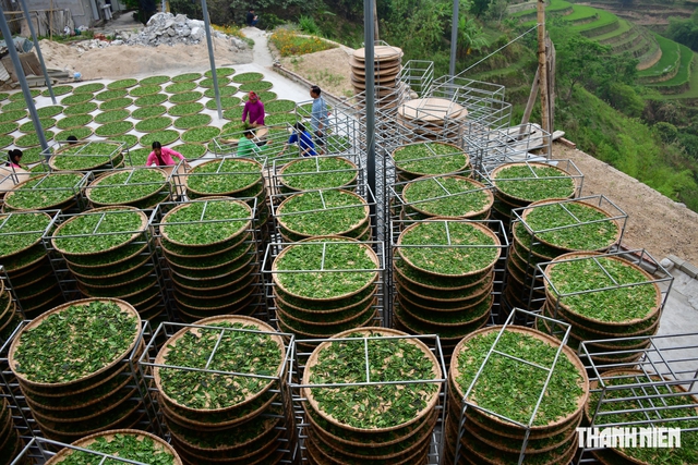 Quả tr&agrave; Ho&agrave;ng Su Ph&igrave; t&igrave;m biểu tượng mới cho tr&agrave; Việt- Ảnh 5.