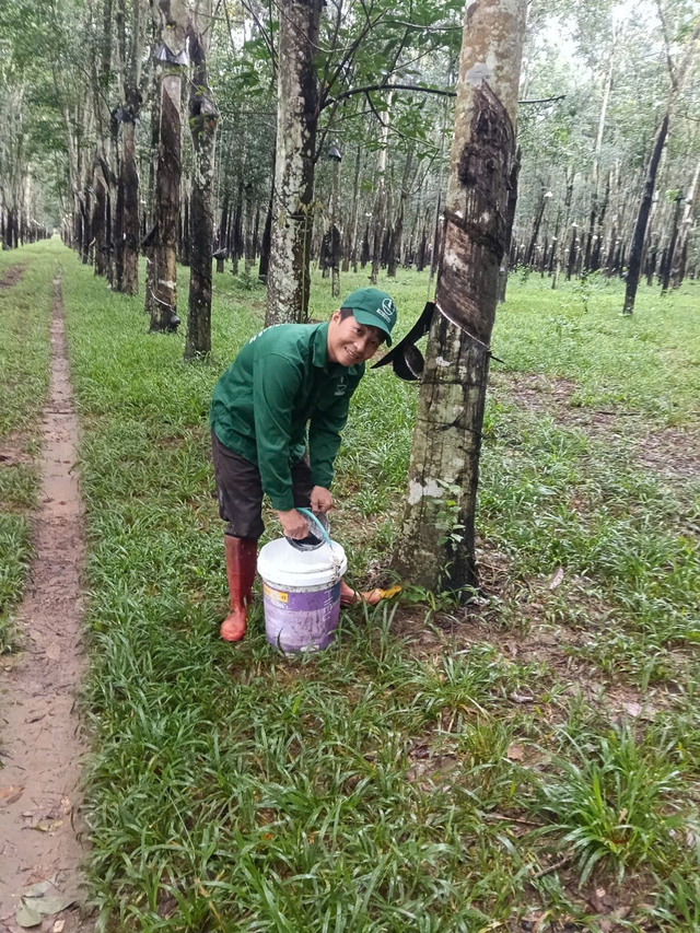 Ba bông hoa trên những vườn cây cao su Kon Tum - Ảnh 3.