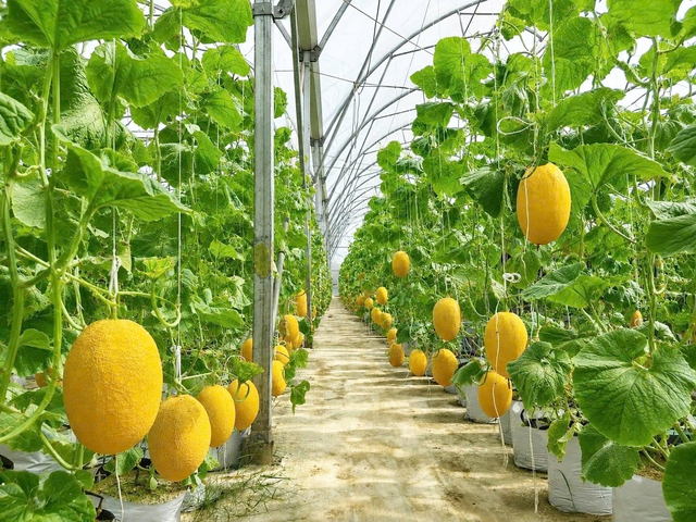 Saigon Co.op kiểm soát hàng hóa từ gốc - Đẩy mạnh truy xuất chuỗi cung ứng - Ảnh 2.