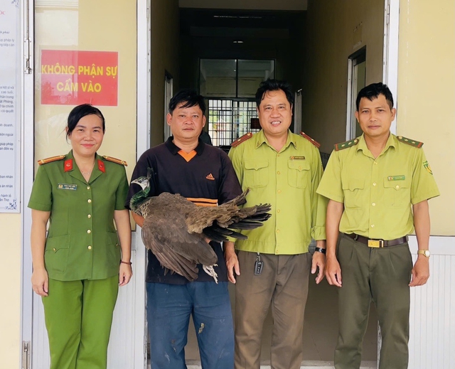 Chim công Ấn Độ bay lạc vào chuồng vịt nhà dân ở Cần Thơ- Ảnh 1.
