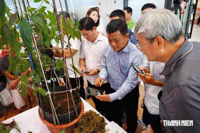 Củ sâm Ngọc Linh hơn 35 năm tuổi bán 725 triệu đồng có gì đặc biệt? - Ảnh 3.