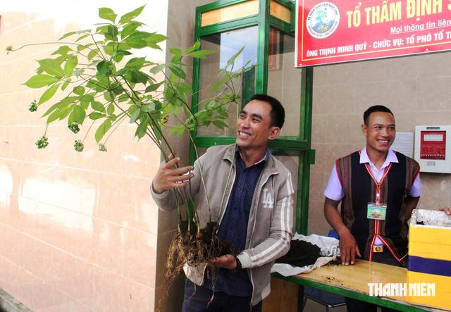 Củ sâm Ngọc Linh hơn 35 năm tuổi bán 725 triệu đồng có gì đặc biệt? - Ảnh 6.