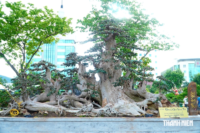 Tác phẩm bonsai được treo giá 10 tỉ đồng ở triển lãm sinh vật cảnh Quy Nhơn - Ảnh 3.