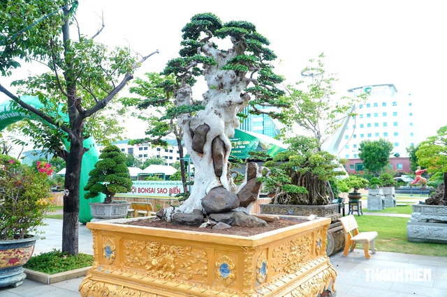 Tác phẩm bonsai được treo giá 10 tỉ đồng ở triển lãm sinh vật cảnh Quy Nhơn - Ảnh 13.