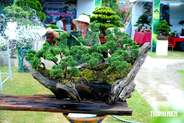 Tác phẩm bonsai được treo giá 10 tỉ đồng ở triển lãm sinh vật cảnh Quy Nhơn - Ảnh 9.