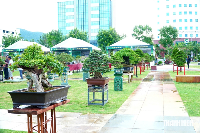 Tác phẩm bonsai được treo giá 10 tỉ đồng ở triển lãm sinh vật cảnh Quy Nhơn - Ảnh 12.