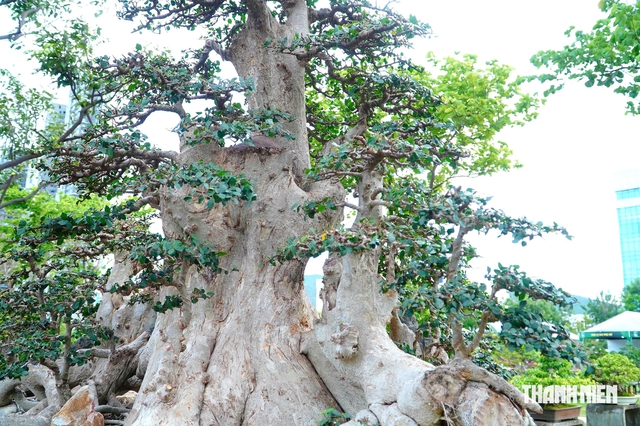 Tác phẩm bonsai được treo giá 10 tỉ đồng ở triển lãm sinh vật cảnh Quy Nhơn - Ảnh 4.