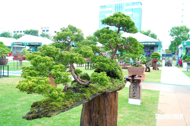 Tác phẩm bonsai được treo giá 10 tỉ đồng ở triển lãm sinh vật cảnh Quy Nhơn - Ảnh 10.