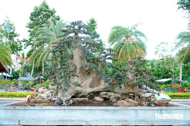 Tác phẩm bonsai được treo giá 10 tỉ đồng ở triển lãm sinh vật cảnh Quy Nhơn - Ảnh 1.