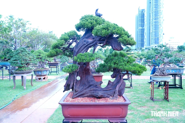 Tác phẩm bonsai được treo giá 10 tỉ đồng ở triển lãm sinh vật cảnh Quy Nhơn - Ảnh 11.