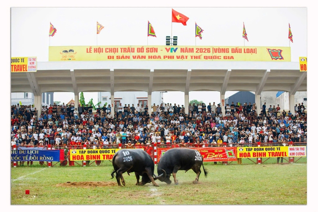 Chung kết chọi trâu Đồ Sơn 2026 - Chảo lửa Đồ Sơn đang nóng dần- Ảnh 1.