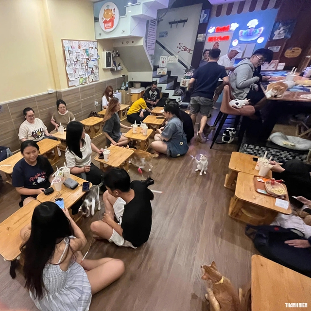 Người trẻ 'check in' qu&aacute;n c&agrave; ph&ecirc; cưu mang những con m&egrave;o khuyết tật   - Ảnh 2.