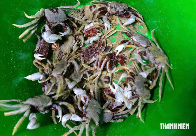 Đào còng trong đêm, đãi khách tiệc còng ngay trên bãi biển ở Đà Nẵng- Ảnh 5.
