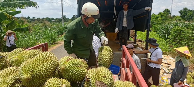 Công an Đắk Lắk cảnh báo hoạt động 'bảo kê' sầu riêng
- Ảnh 2.