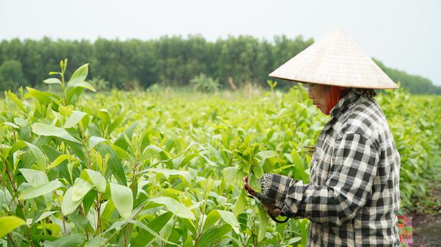 C&agrave; Mau muốn giữ gi&aacute; trị gỗ keo bằng ph&aacute;t triển c&ocirc;ng nghiệp chế biến - Ảnh 3.