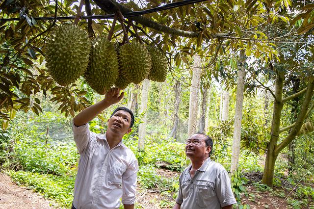 Sẽ có cuộc 'bùng nổ' lần thứ 2 của sầu riêng?- Ảnh 1.