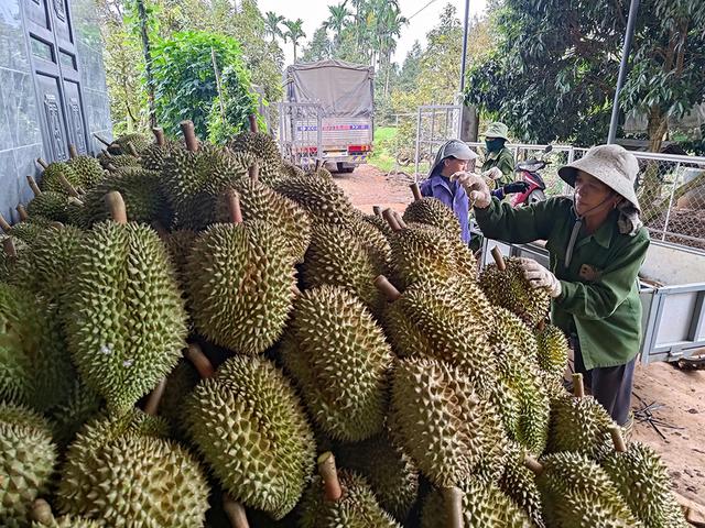 Sẽ có cuộc 'bùng nổ' lần thứ 2 của sầu riêng?- Ảnh 2.