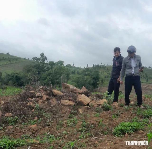 S&acirc;u keo m&ugrave;a thu v&agrave; chuột đồng loạt tấn c&ocirc;ng c&acirc;y ng&ocirc;- Ảnh 2.