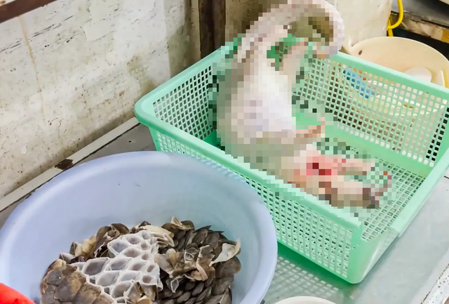 Nhiều người nước ngo&agrave;i l&agrave; tội phạm li&ecirc;n quan đến động vật hoang d&atilde;- Ảnh 2.