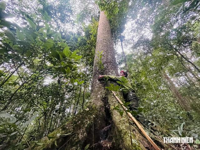 Gia Lai lập 'si&ecirc;u ban' quản l&yacute; rừng đặc dụng- Ảnh 3.