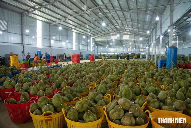 50 cơ sở được phép kiểm nghiệm chất cấm trên sầu riêng xuất khẩu Trung Quốc- Ảnh 1.