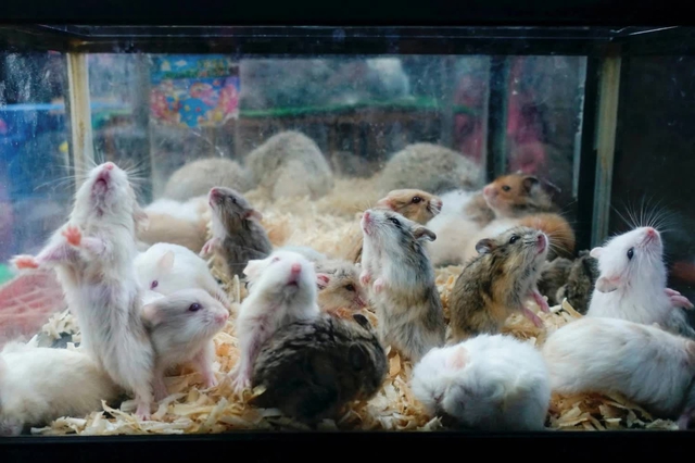 Nhật bắt giữ người hai lần giết hàng loạt chuột hamster - Ảnh 1.