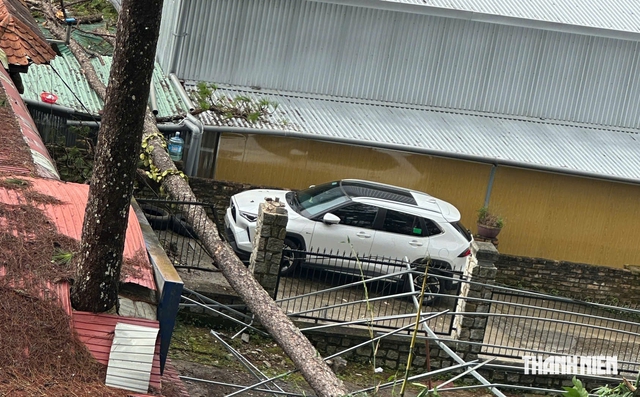 Th&ocirc;ng cổ thụ ở Đ&agrave; Lạt bật gốc ng&atilde; đổ, người d&acirc;n hoảng loạn- Ảnh 2.