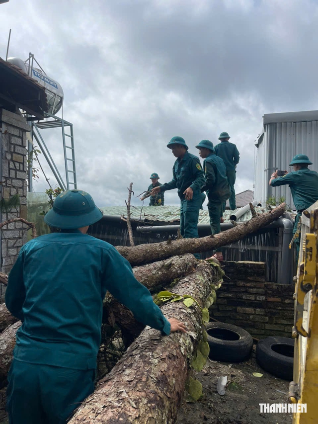 Th&ocirc;ng cổ thụ ở Đ&agrave; Lạt bật gốc ng&atilde; đổ, người d&acirc;n hoảng loạn- Ảnh 4.