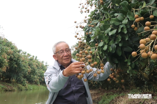 Bất ngờ vườn thanh nhãn tiêu chuẩn GlobalGAP và VietGAP của cán bộ hưu trí miền Tây- Ảnh 1.