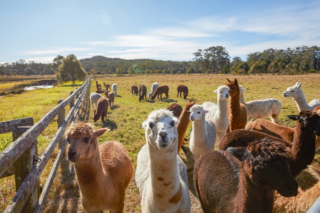 Muốn ‘đổi gió’ khi đến Australia, đến ngay New South Wales chiêm ngưỡng cảnh sắc hùng vĩ- Ảnh 5.