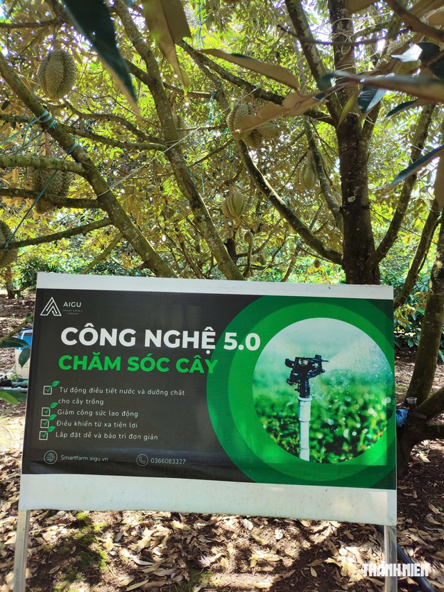 Từ đồn điền CADA đến ‘thủ phủ’ sầu riêng của Đắk Lắk- Ảnh 6.